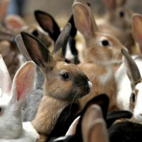 Как определить породу кролика. Породы кроликов с фотографиями и названиями