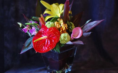 Anthurium red king уход в домашних условиях. Антуриумы сорта ред (