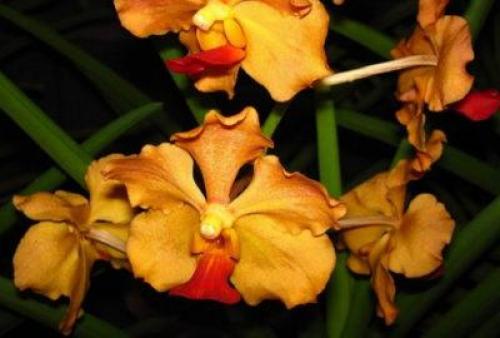 Золотая орхидея цветок. Что это за цветок?