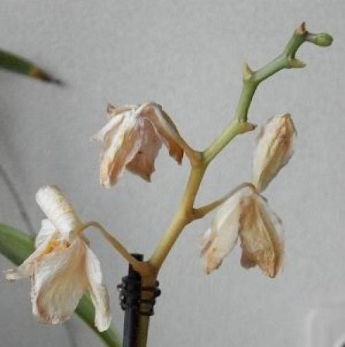 Как обрезать орхидею после цветения. 