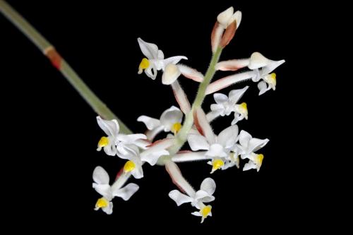 Лудизия сорта. Орхидея лудизия – миниатюрные цветы и яркие листья