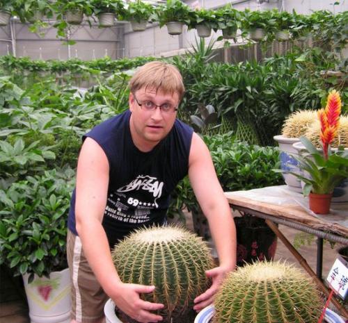 Эхинокактус грузони красный, как ухаживать пересадить. Уход за эхинокактусом в домашних условиях