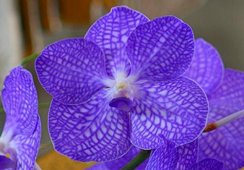 Орхидея ванда в стекле. Орхидея ванда – красивая, нежная, капризная