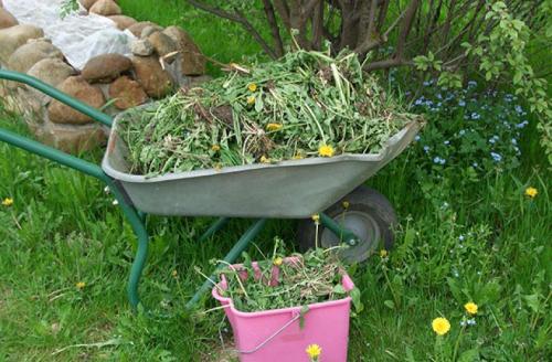 Борьба С сорняками на участке осенью. Какую опасность представляют сорняки