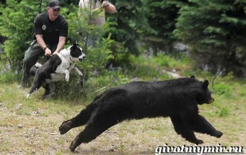 Корельская медвежья собака. Карельская медвежья собака. Описание, особенности, уход и цена породы