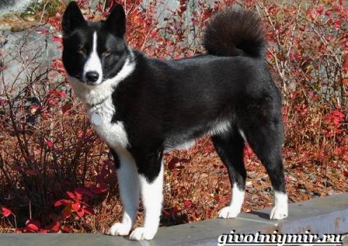 Корельская медвежья собака. Карельская медвежья собака. Описание, особенности, уход и цена породы