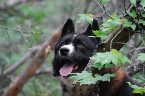 Карельская медвежья лайка. Черты характера карелов