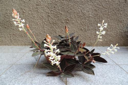 Лудизия сорта. Орхидея лудизия – миниатюрные цветы и яркие листья