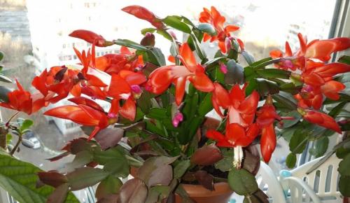 Зигокактус это. Местоположение и освещение