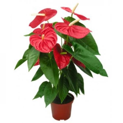 Anthurium red king уход в домашних условиях. Антуриумы сорта ред (