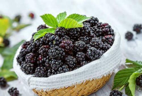 Где растет ежевика в лесу. Лесная ежевика — ягода цвета ночи