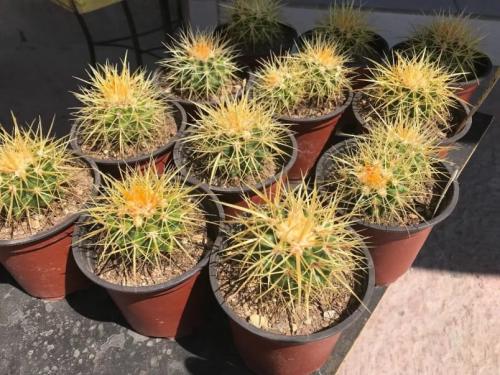 Кактус Эхинокактус Грузони уход в домашних условиях. Пересадка эхинокактуса Грузони