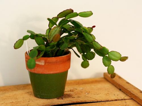 Рипсалидопсис оранжевый. Рипсалидопсис