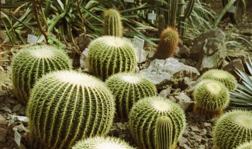 Эхинокактус Грузони болезни. Описание