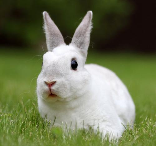 Декоративный Кролик длинношерстный. Породы карликовых кроликов
