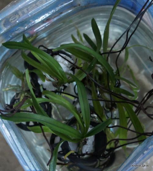 Детка ванды уход. Орхидеи. Ванда. Выращивание деток
