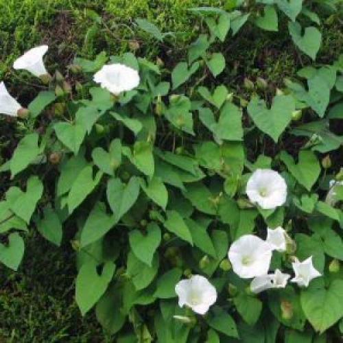 Борьба С сорняками на огороде по современному осенью. Всё в твоих руках