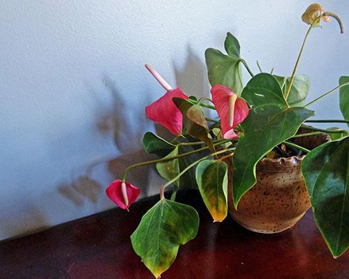 Уход за антуриумом после покупки. Способы пересадки антуриума