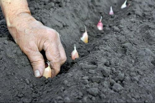 Как бороться с гадюками. Отпугивание