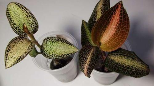 Драгоценная орхидея лудизия уход. Драгоценная орхидея – виды, уход, болезни