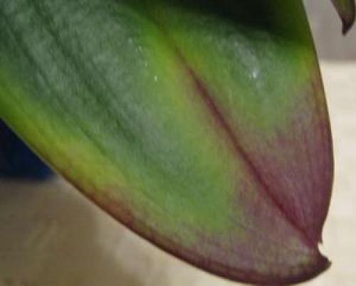 Орхидея лудизия краснеют листья. Узнайте, почему краснеет лист у орхидеи и что делать?