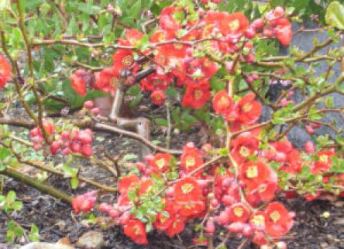 Хеномелес. Разновидности и сорта айвы японской
