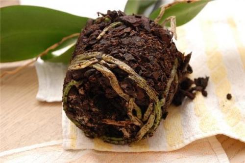 Пересадка орхидеи после покупки. Признаки необходимости