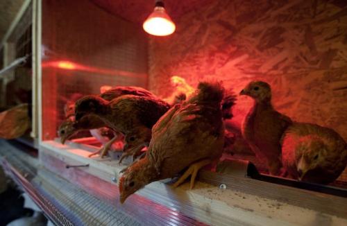 Световой режим в курятнике. Зачем нужен свет в курятнике