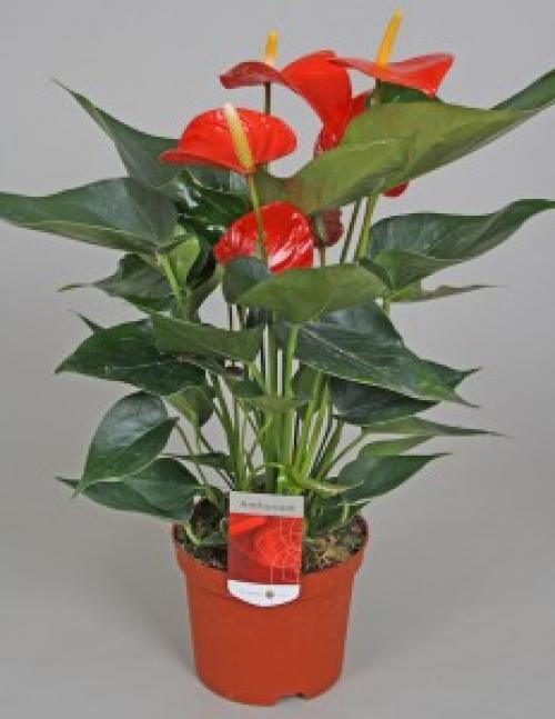 Anthurium dakota уход в домашних условиях. Как вырастить антуриум у себя на подоконнике. Советы по уходу