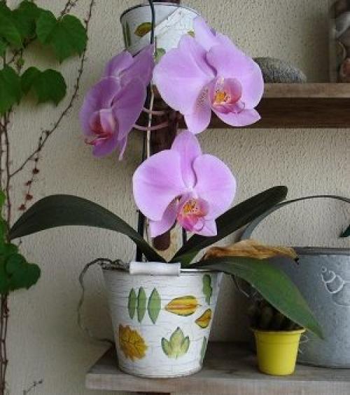 Орхидея уже год не цветет, что делать, чтобы зацвела. Советы, что делать, чтобы орхидея зацвела снова