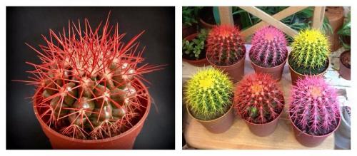 Как ухаживать за, кактусом эхинокактус грузони красный. Эхинокактус грузони — колючий шарик из Мексики