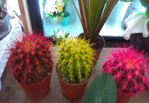 Эхинокактус Грузони рейнбоу уход в домашних условиях. Секреты ухода за эхинокактусом в домашних условиях
