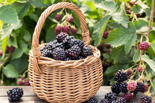 Где растет ежевика в лесу. Лесная ежевика — ягода цвета ночи