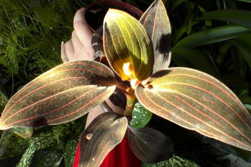 Лудизия сорта. Орхидея лудизия – миниатюрные цветы и яркие листья