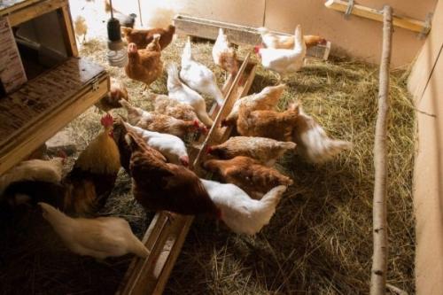 Таблица кормления кур-несушек. Разновидности корма