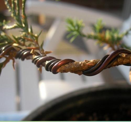 Бонсай из фикуса Бенджамина своими руками пошагово. Создаем бонсай дома из фикуса Бенджамина