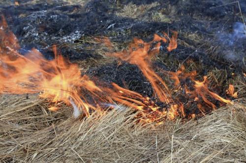 Борьба С сорняками на участке осенью. Какую опасность представляют сорняки
