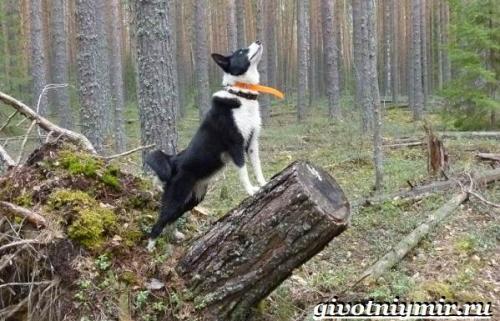 Корельская медвежья собака. Карельская медвежья собака. Описание, особенности, уход и цена породы