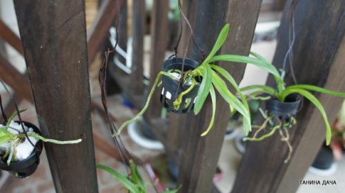 Детка ванды уход. Орхидеи. Ванда. Выращивание деток