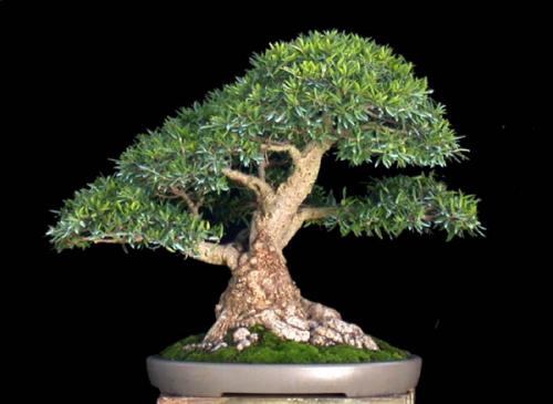 Бонсай фикус полив. Бонсай из фикуса Бенджамина