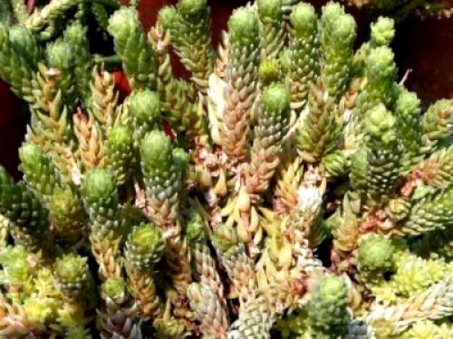 Опунция бразильская уход в домашних условиях. Опунция субулата