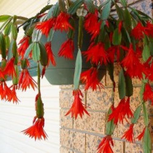 Шлюмбергера – цветущая классика с ностальгическим шармом