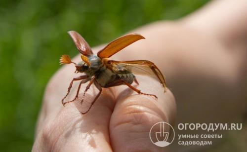 Личинки майского жука, как с ними бороться. Как избавиться от личинок майского жука в саду и огороде навсегда