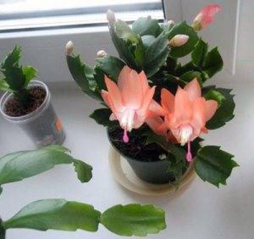 Зигокактус Русселиана. Шлюмбергера, зигокактус или декабрист?