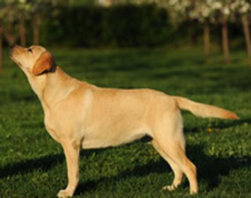 Лангедокская пастушья собака: описание породы, характер, уход (с фото)