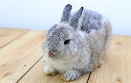 Породы декоративных кроликов. Голландский карликовый кролик