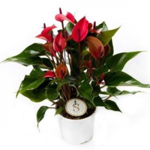 Anthurium red king уход в домашних условиях. Антуриумы сорта ред (