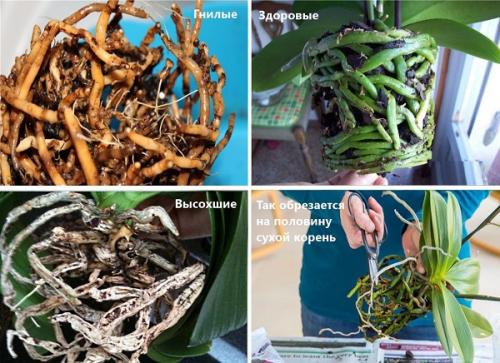 Почему не растут орхидеи?