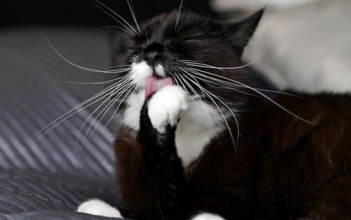 Почему у кота выпадает ус. Почему у кота выпадают усы