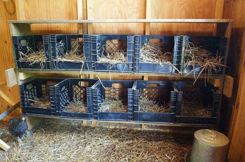 Гнезда для кур из пластиковых ящиков. Виды гнезд для несушек и преимущества их использования